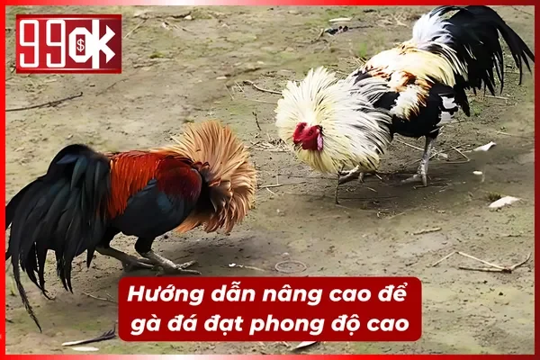 Hướng dẫn nâng cao giúp chiến kê luôn ở phong độ cao nhất