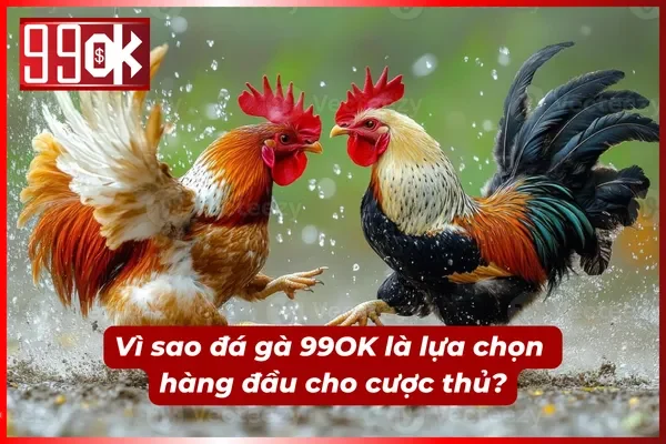 Những ưu điểm tạo sức hút của đá gà 99OK
