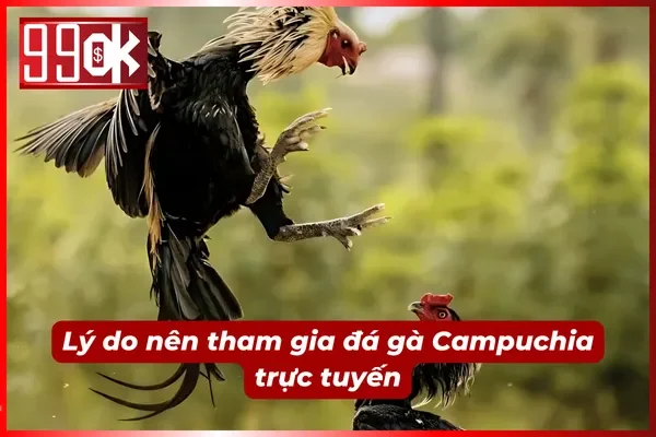 Lợi ích nổi bật khi tham gia đá gà trực tuyến