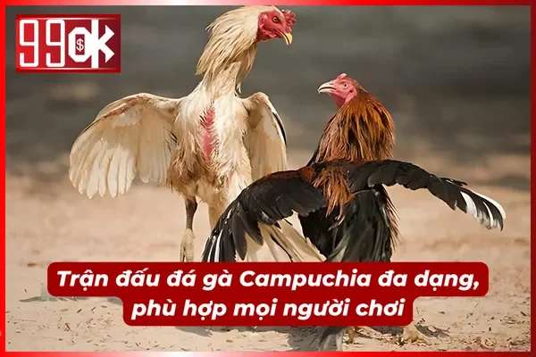 Cách chơi, luật chơi dễ hiểu, dễ tiếp cận bộ môn đá gà